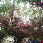 ARBOL CON ROSAS