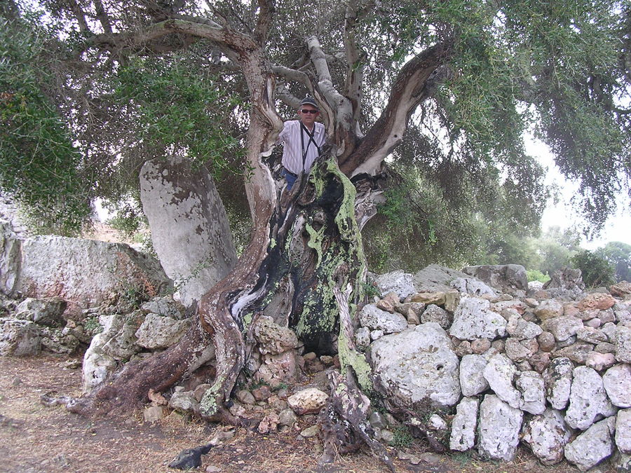 Arbol con sorpresa