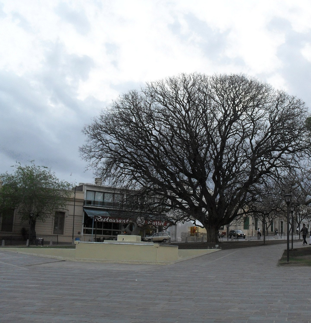 árbol