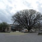 árbol