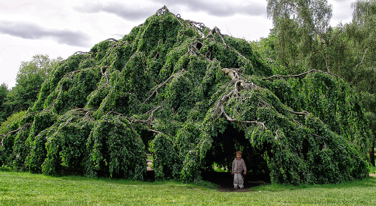 ARBOL DE ACOGIDA