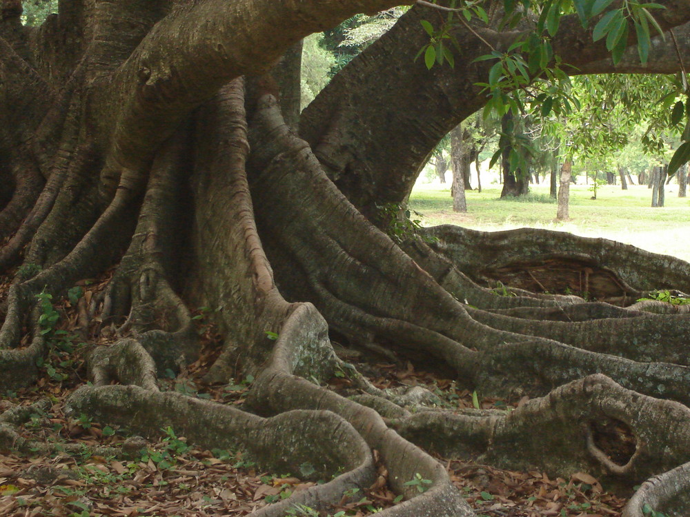 arbol de caucho Imagen & Foto plantas, Árboles, naturaleza Fotos de arbol de caucho Imagen & Foto plantas, Árboles, naturaleza Fotos de