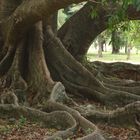 arbol de caucho