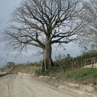 Arbol de Ceibo