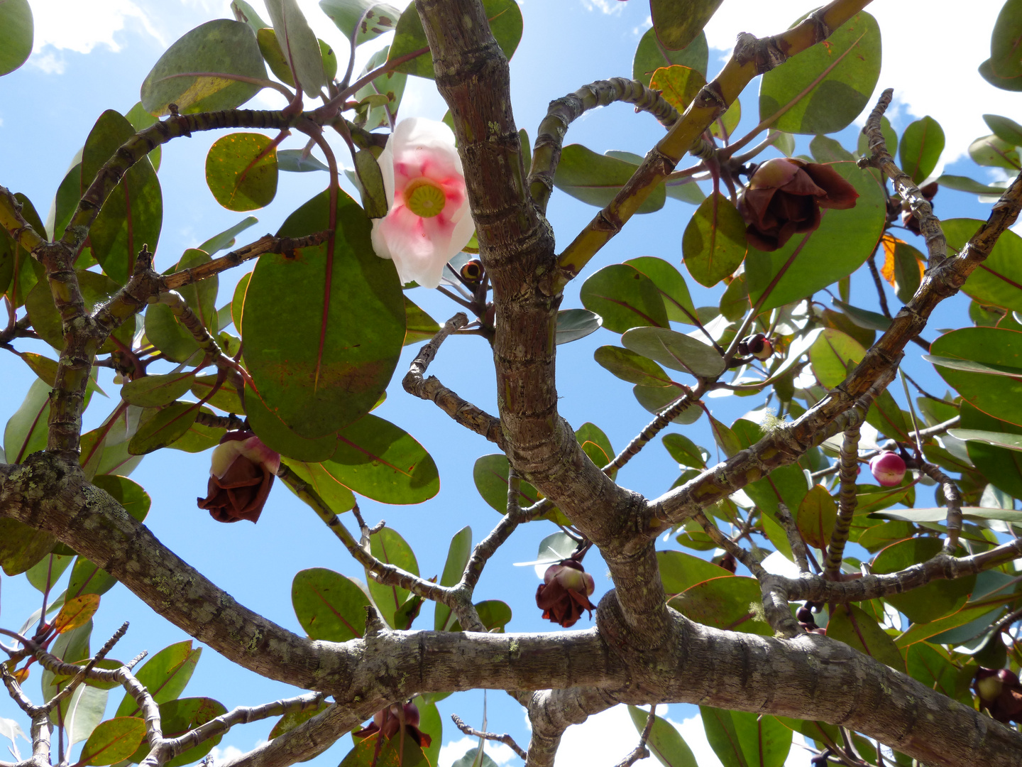 Arbol de copey