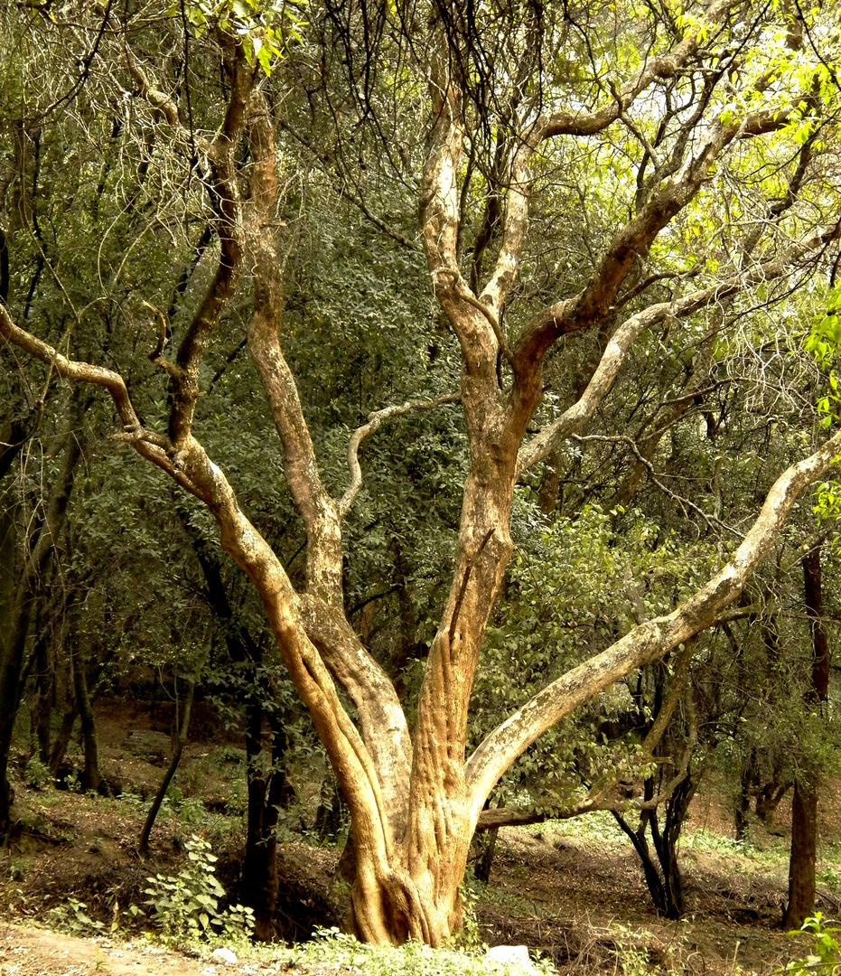 arbol de cuento