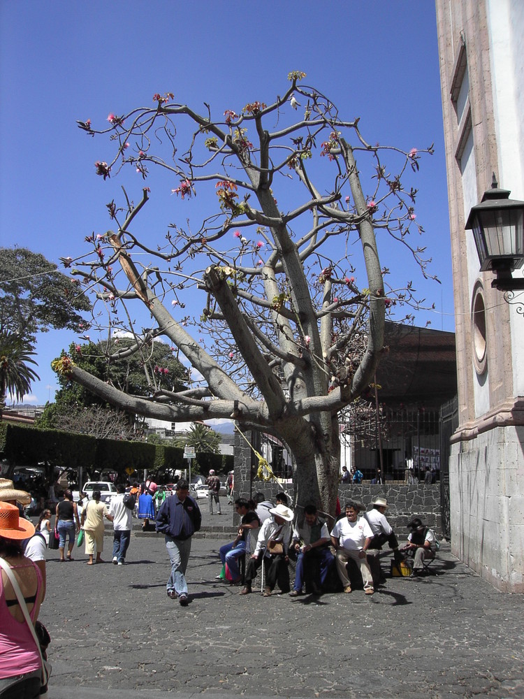 árbol de flores - Uruapan