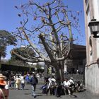 árbol de flores - Uruapan