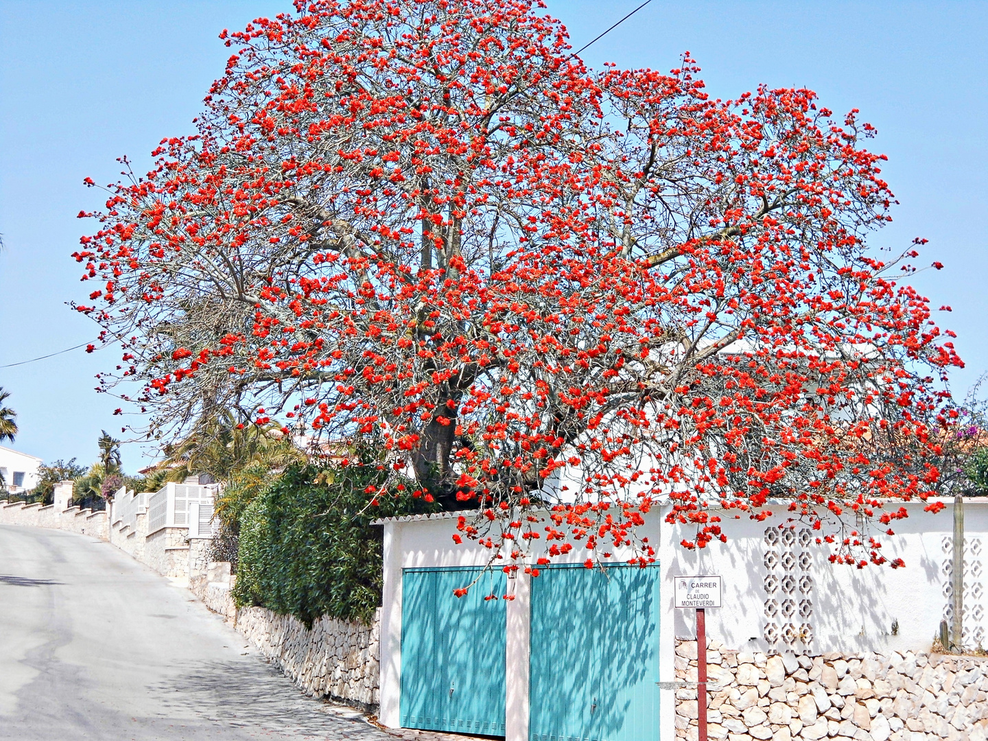 Arbol de fuego - arbre de feu