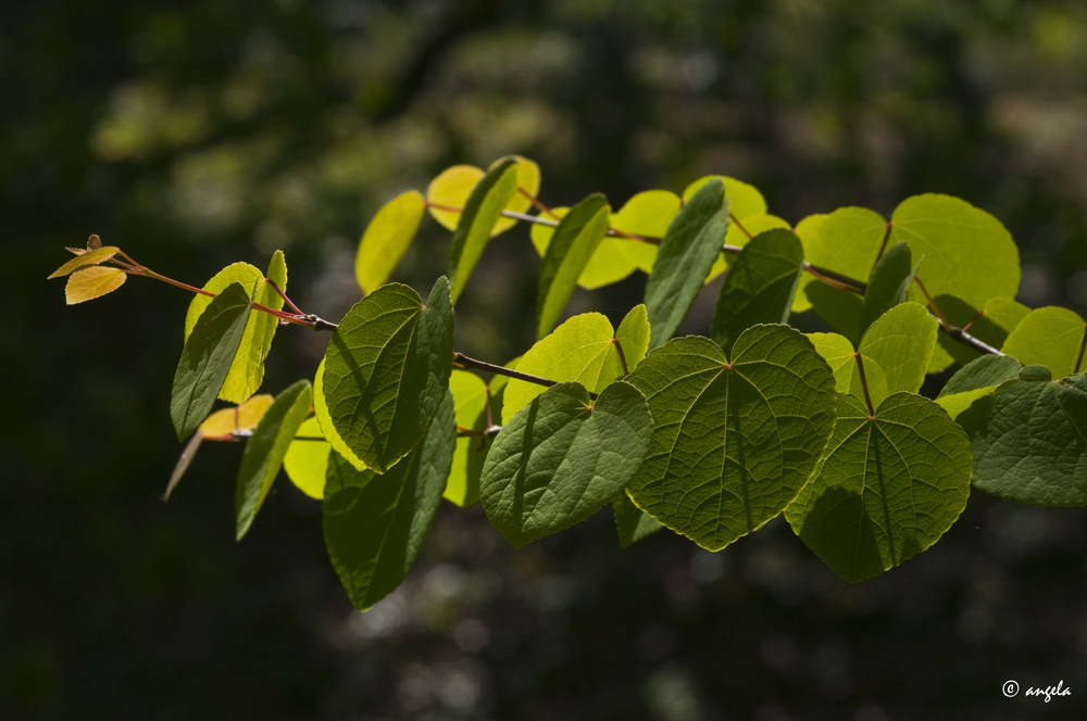 Arbol de Katsura