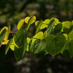 Arbol de Katsura