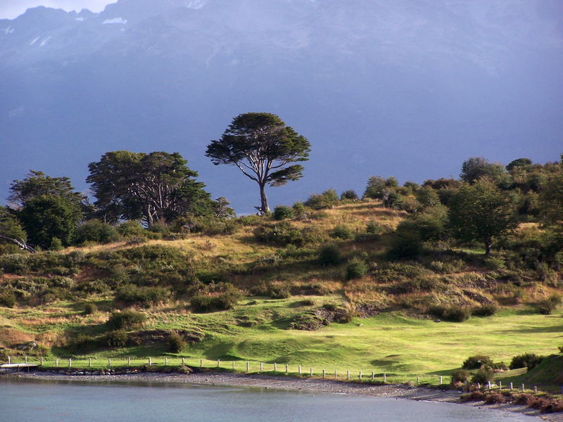 Arbol de la Vida