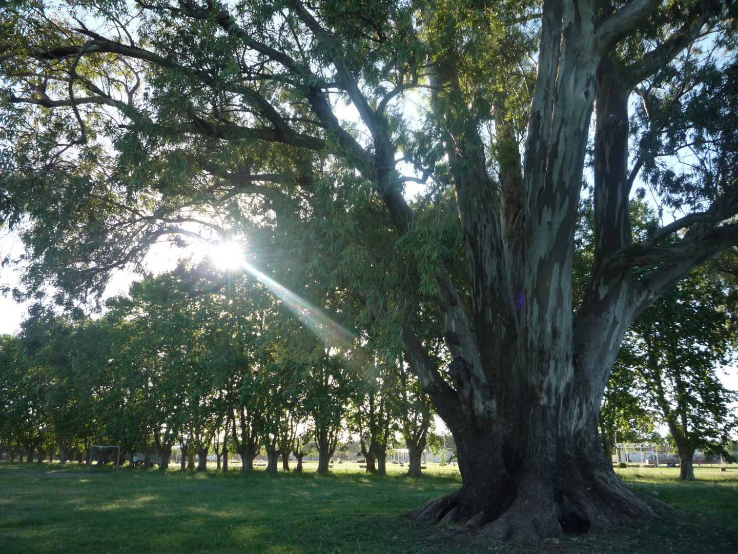 Arbol de Luz