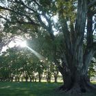 Arbol de Luz