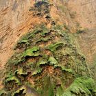 Arbol de Navidad im Cañón del Sumidero