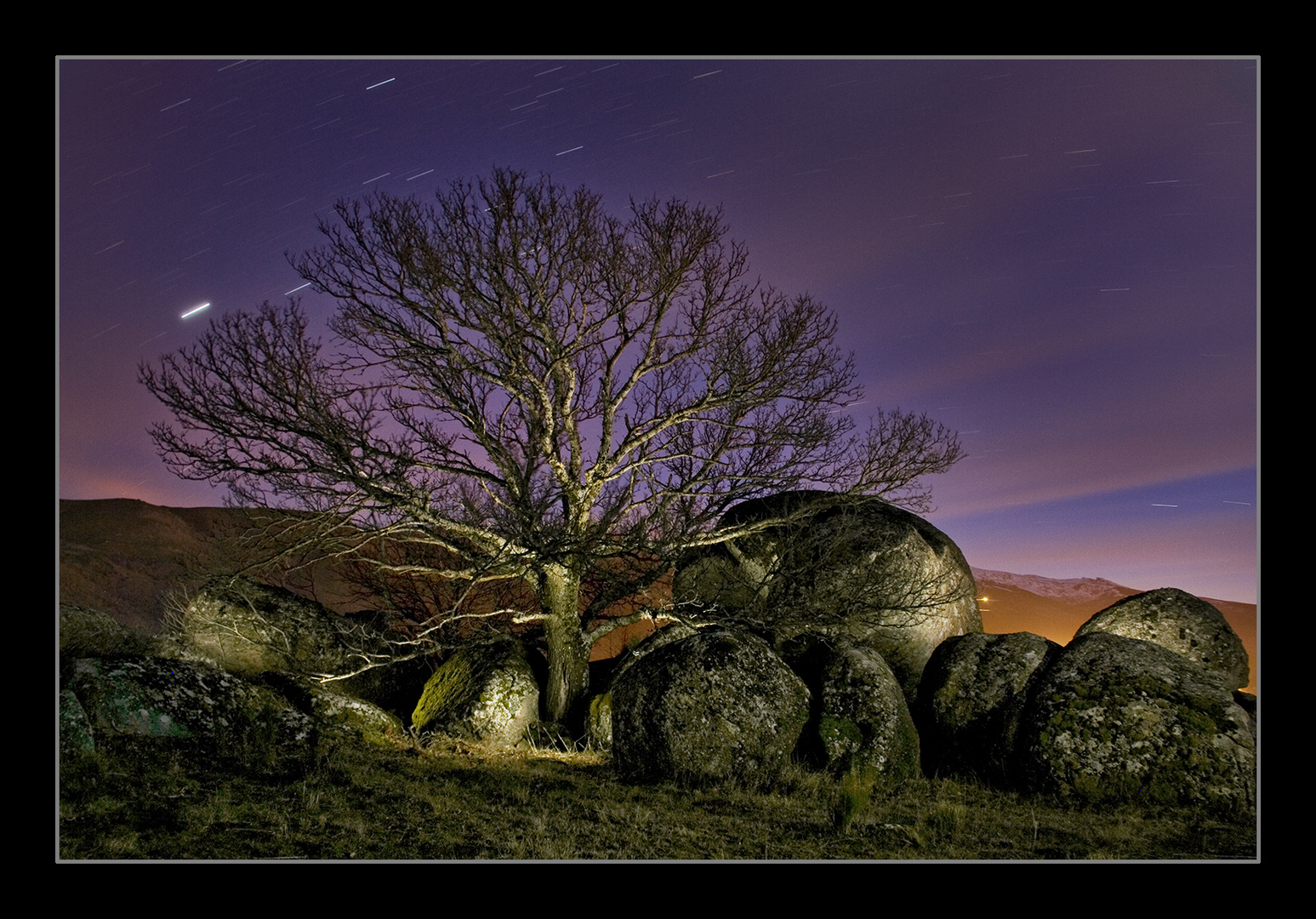 Arbol de noche