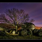 Arbol de noche