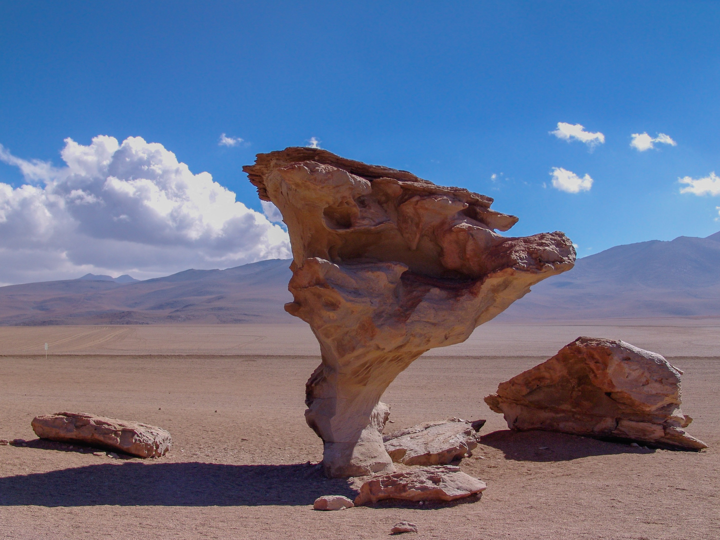 Arbol de Piedra