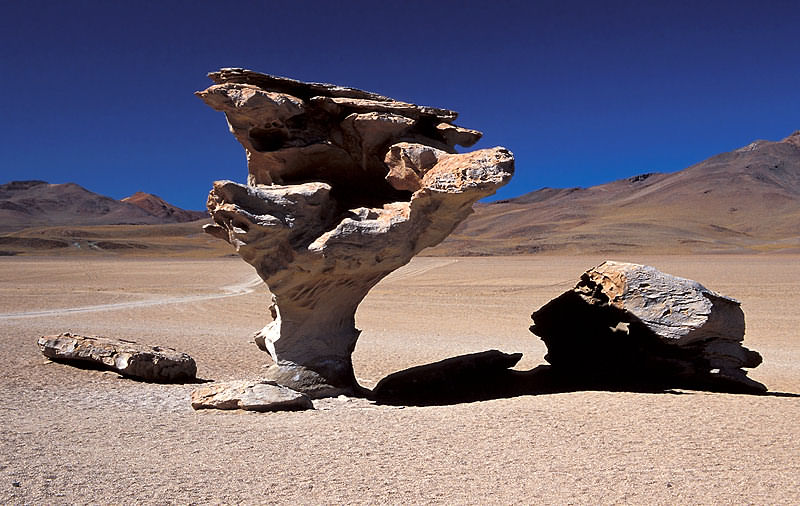 Arbol de Piedra