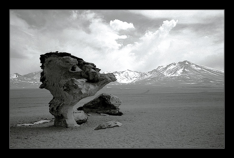 - arbol de piedra -