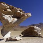 Arbol de piedra