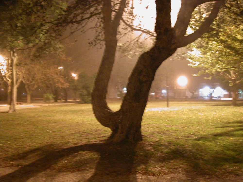 Arbol de Plaza