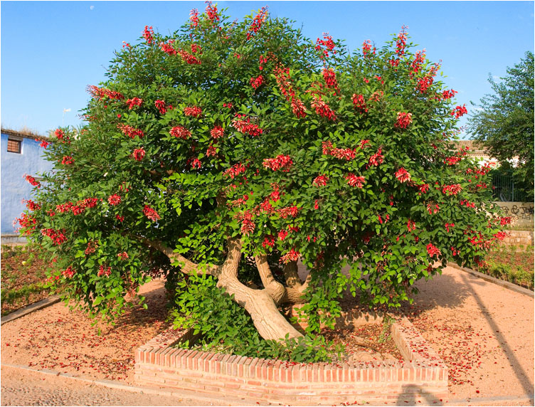 Arbol del Coral