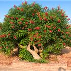 Arbol del Coral