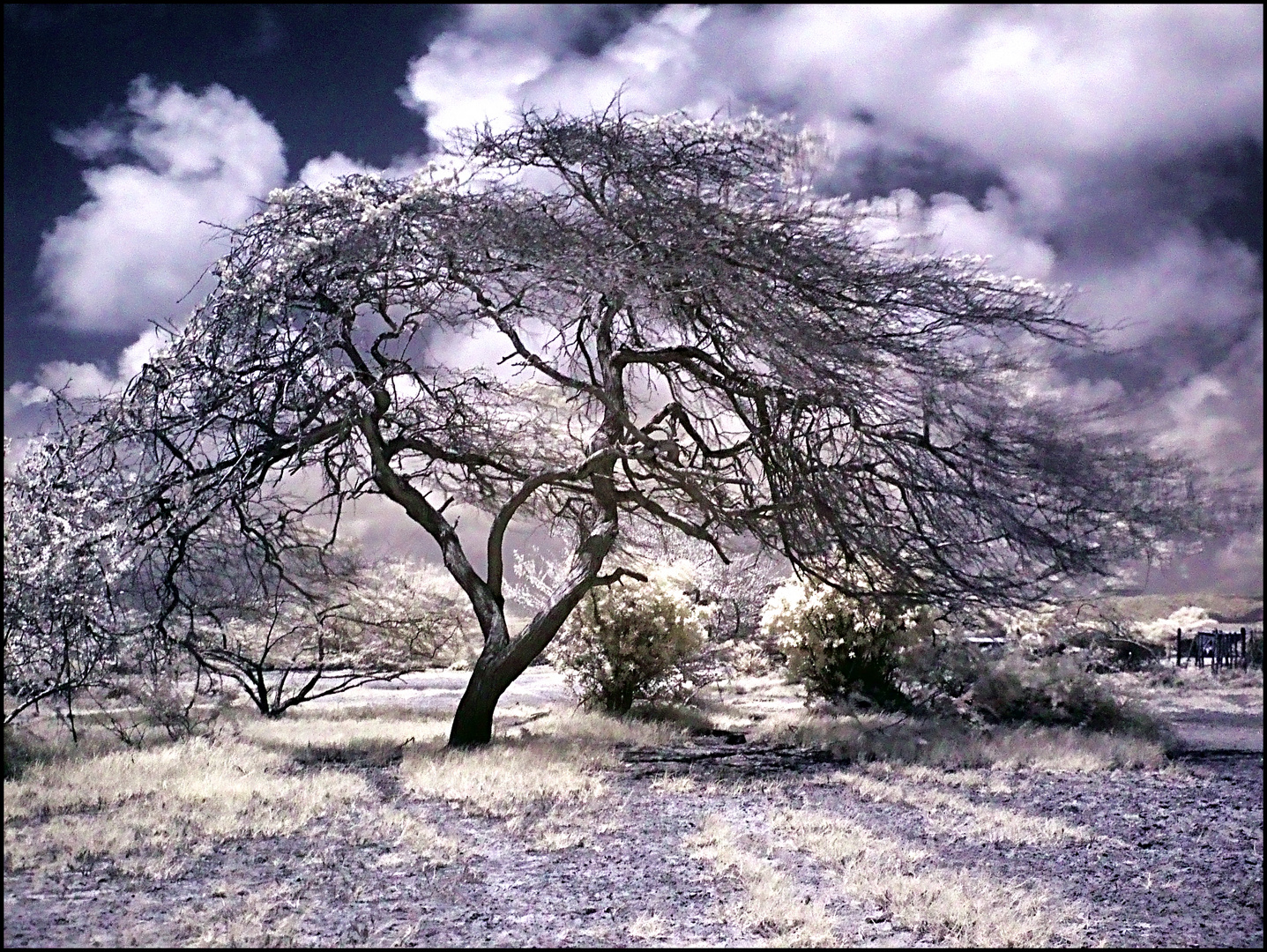 Arbol Del desierto