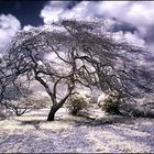 Arbol Del desierto