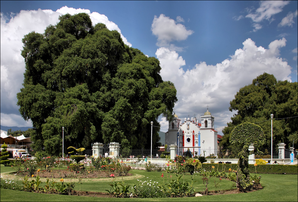 Arbol del Tule