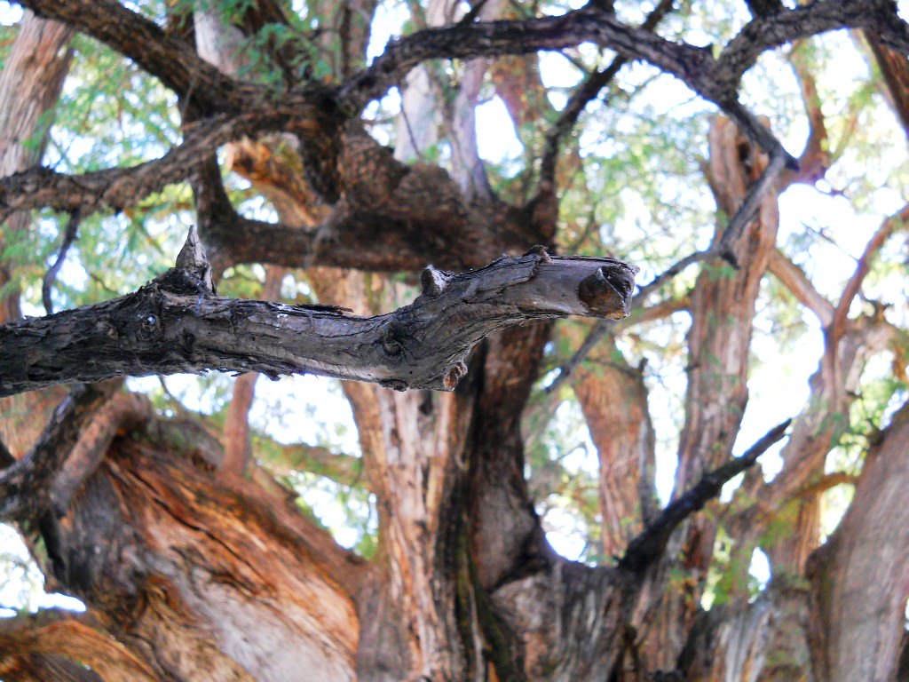 arbol del Túle