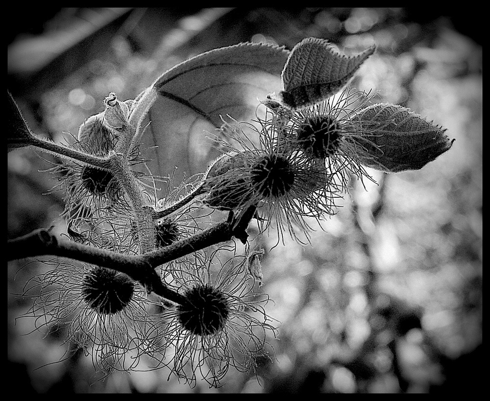 Arbol desconocido