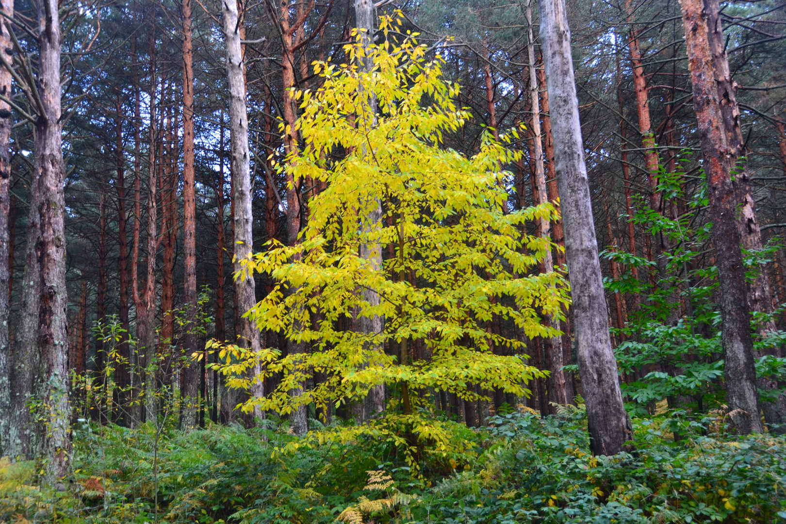 Arbol diferente