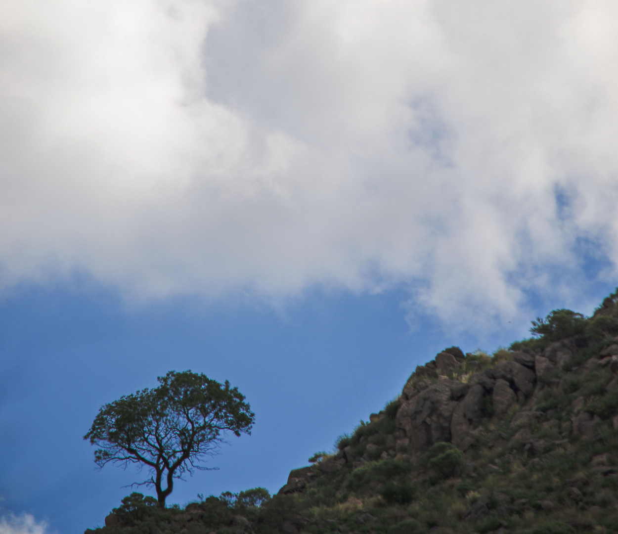 Arbol en altura.