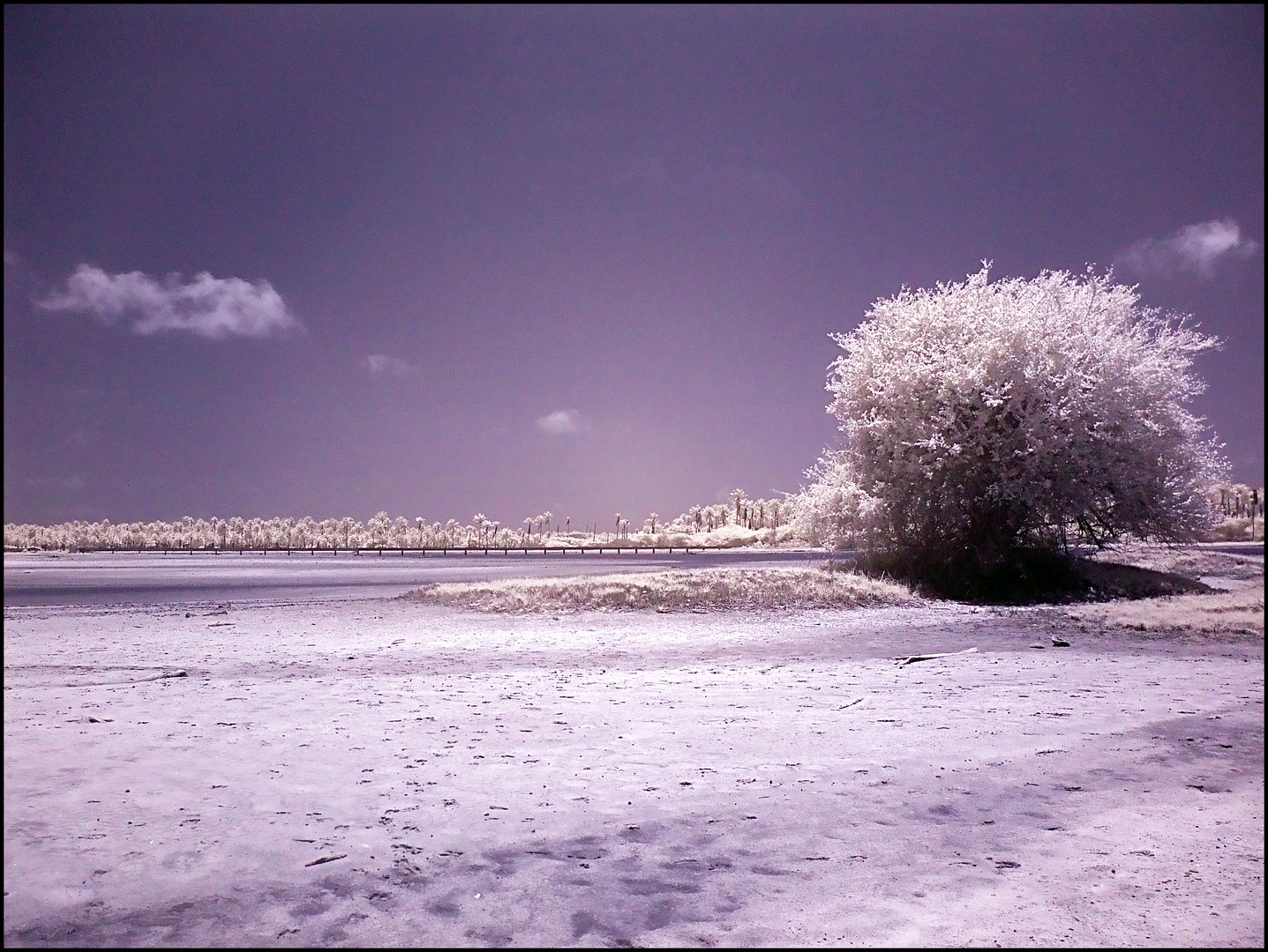 Arbol en el desierto