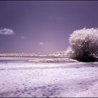 Arbol en el desierto