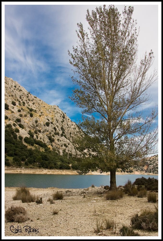 Arbol en el Gorg Blau