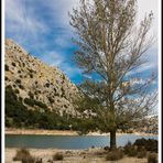 Arbol en el Gorg Blau