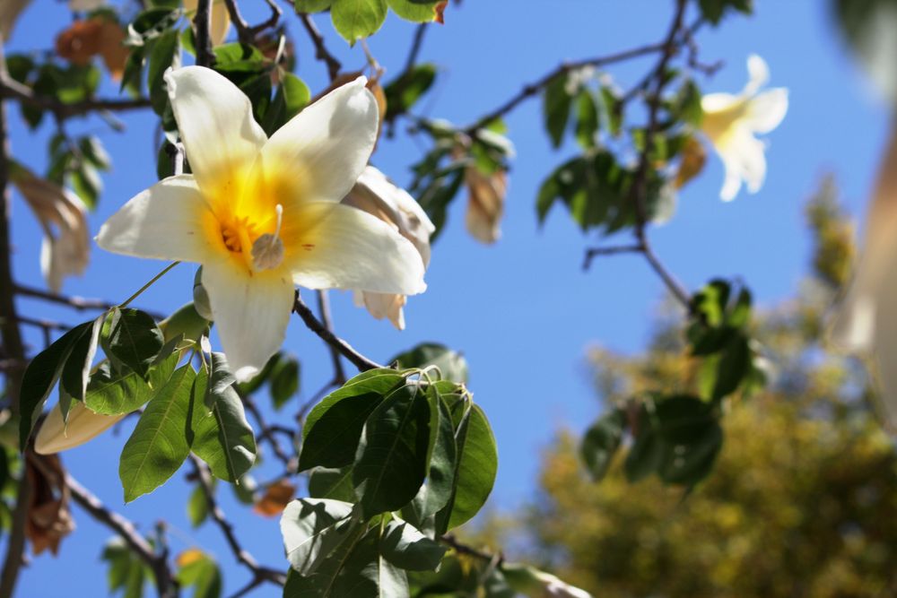 árbol en flor