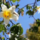 árbol en flor