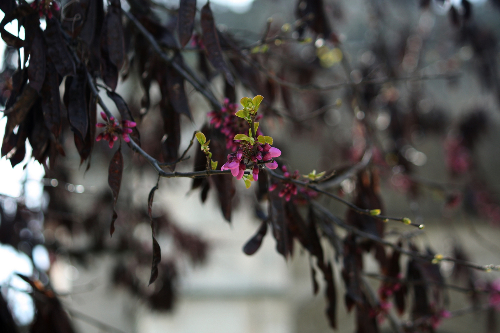 árbol en flor