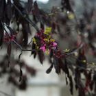 árbol en flor