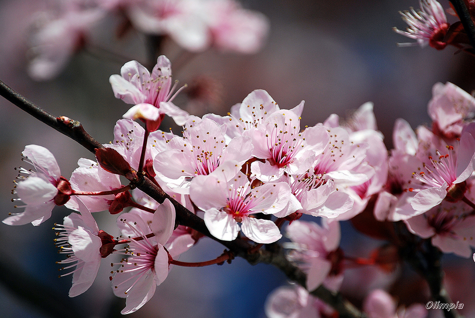 ARBOL EN FLOR