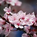 ARBOL EN FLOR