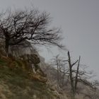 arbol en la niebla