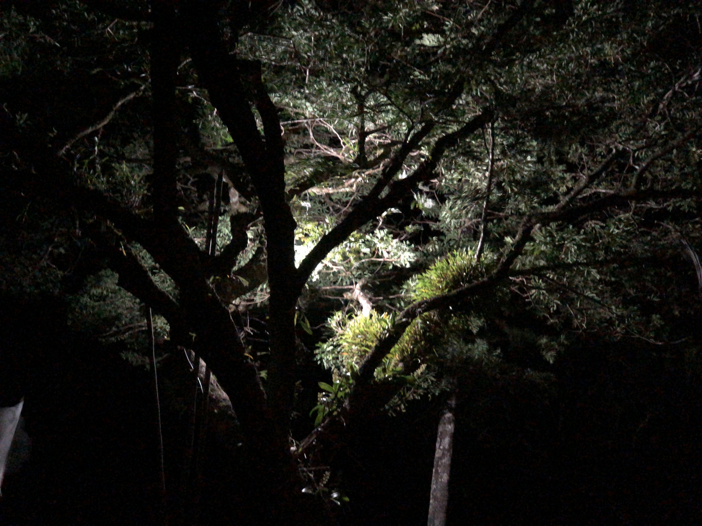 Arbol en la nocje