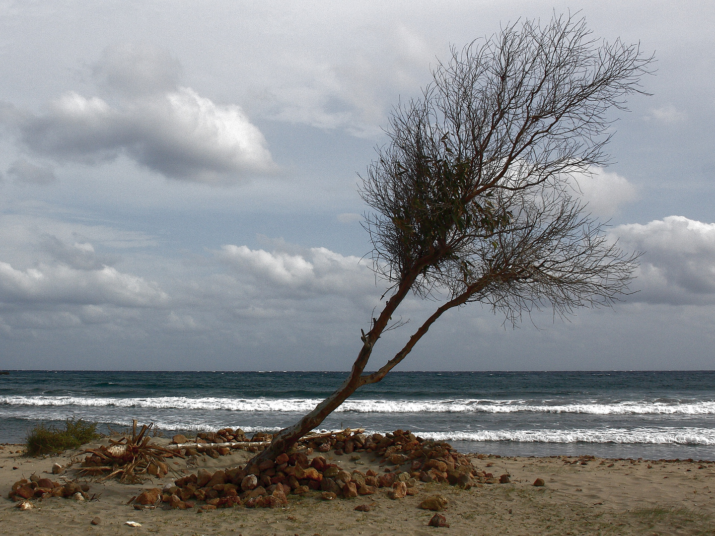 Arbol en la playa - Cabo de Gata