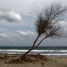 Arbol en la playa - Cabo de Gata