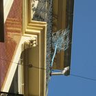 Arbol en terraza